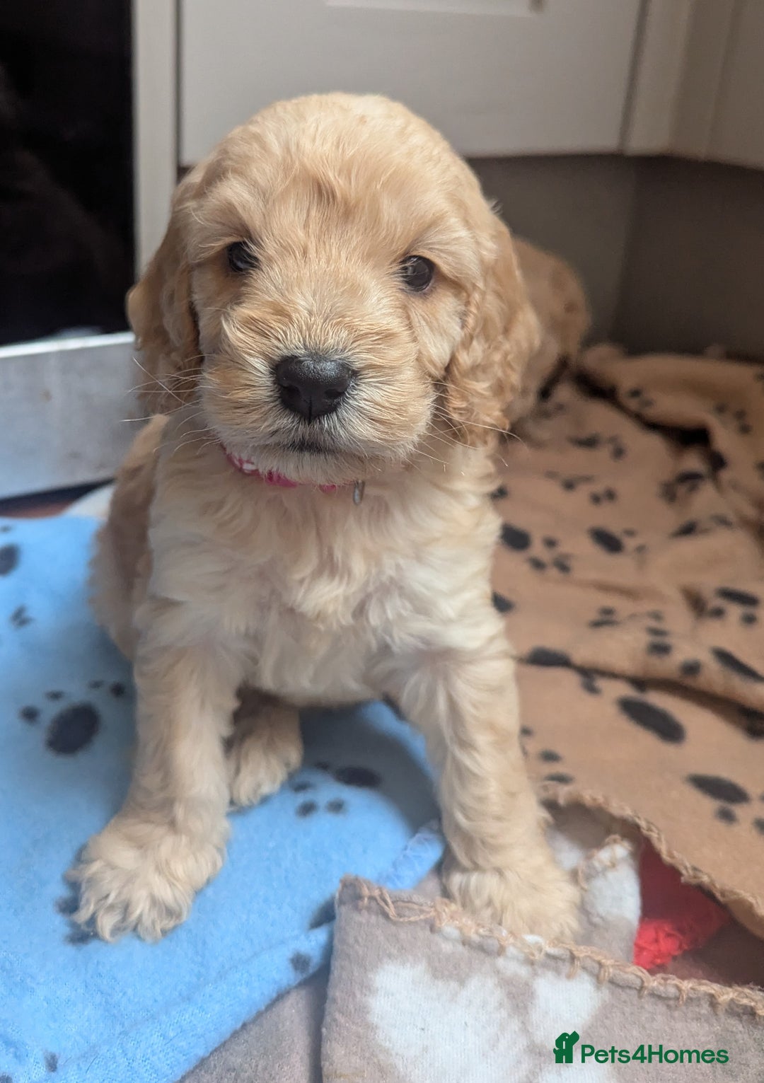 Cockapoo dogs for sale: Beautiful Cockapoo Puppies  - Image 12