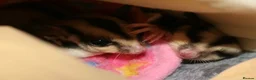 Sugar Glider rodents for sale: Female sugar gliders  in Camberley - Advert 1