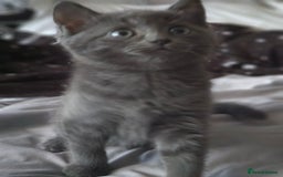 British Longhair cats for sale: Blue cat  - Image 3