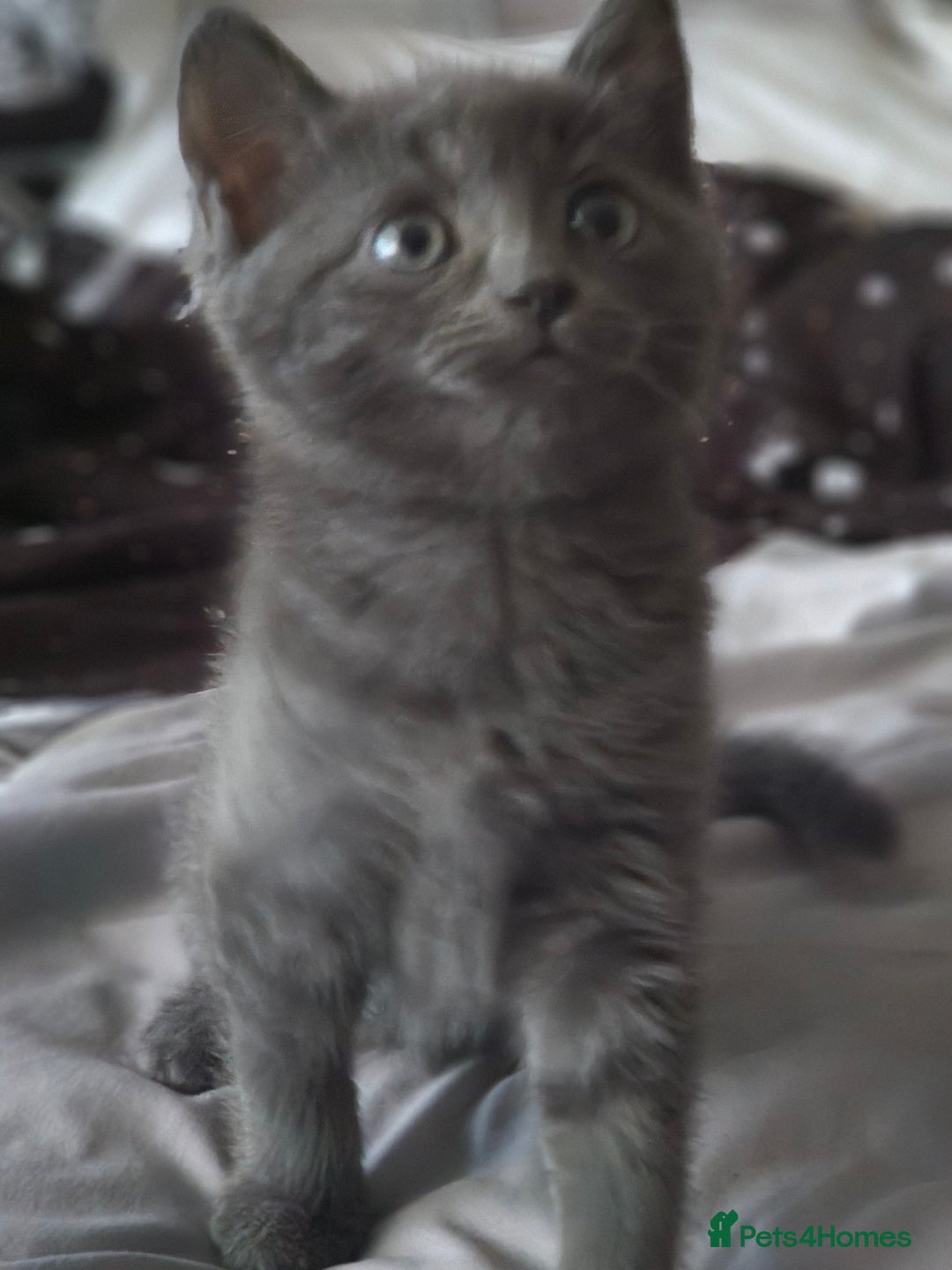 British Longhair cats for sale: Blue cat  - Image 3