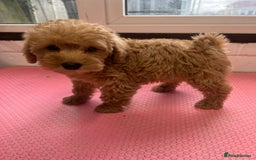 Mixed Breed dogs for sale: Miniature schnoodle girl ready to leave  - Image 11