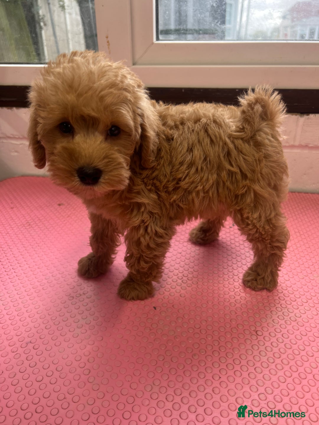 Mixed Breed dogs for sale: Miniature schnoodle girl ready to leave  - Image 11