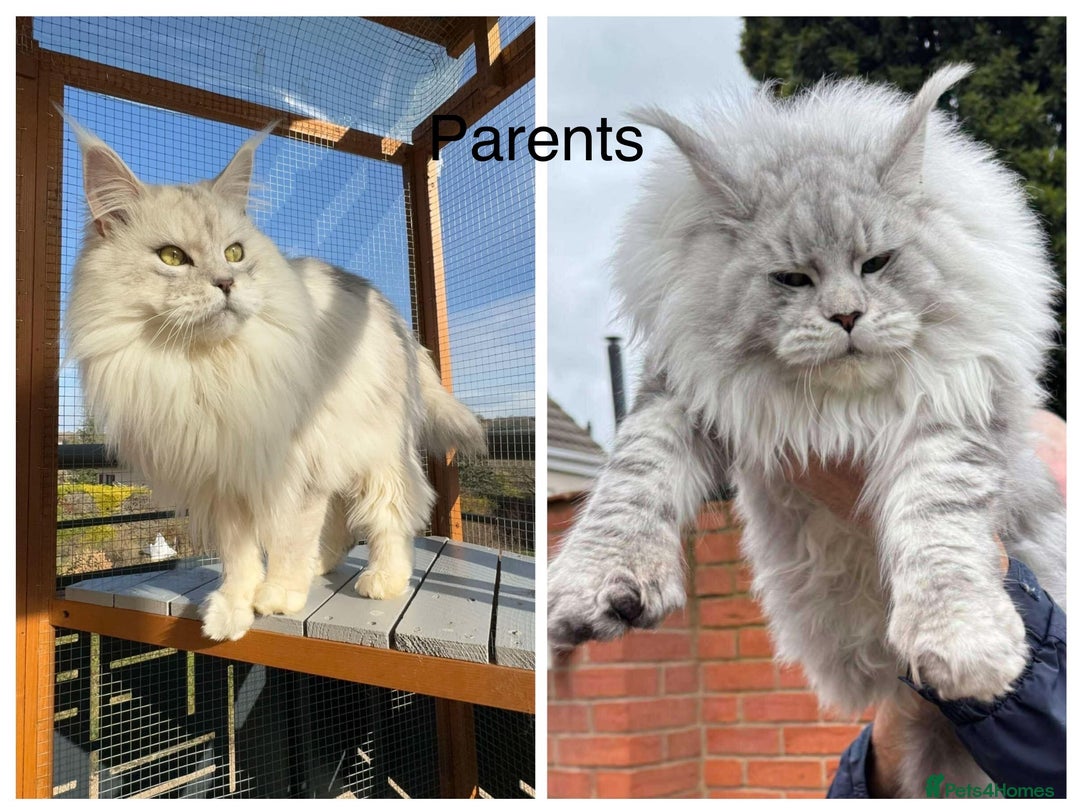 Maine Coon cats for sale: Beautiful silver tabby babies  - Image 11