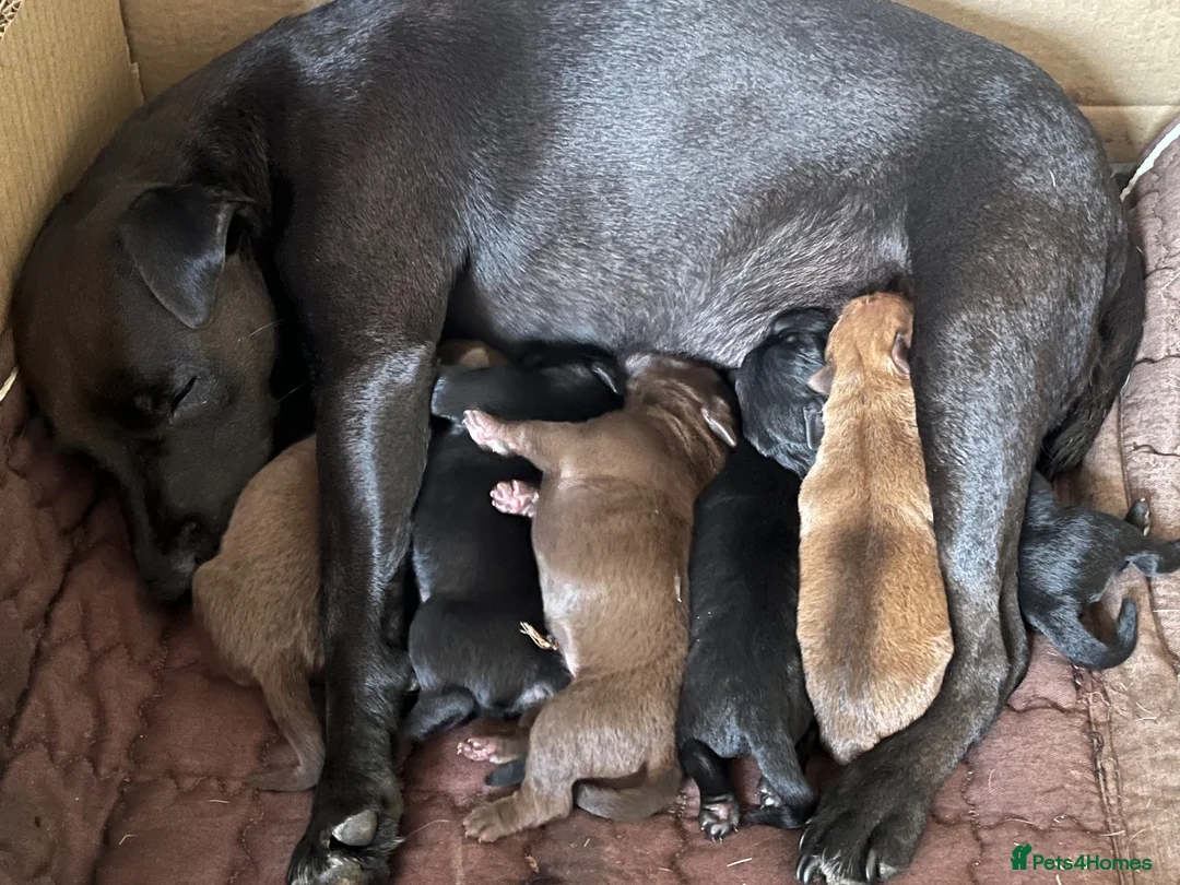 Patterdale Terrier dogs for sale: Patterdale pups in Evesham - Advert 4