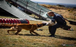 Belgian Shepherd Dog dogs for sale:  Belgian Malinois Puppies  in Telford - Image 7