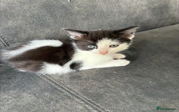 Turkish Van cats for sale: Kittens for sale - Image 4