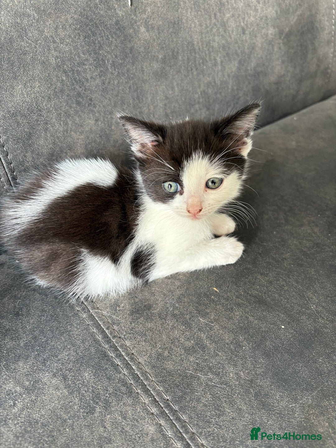 Turkish Van cats for sale: Kittens for sale - Image 4