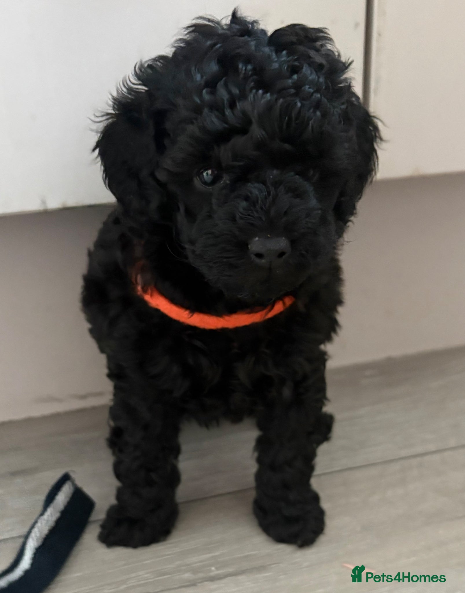 Toy Poodle dogs Beautiful Toy Poodles - Ready to reserve now - Advert 4