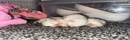Ragdoll cats for sale: Beautiful Ragdoll kittens in Barnsley - Advert 6