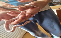 Corn Snake reptiles for sale: Lavender male cornsnake - Image 1