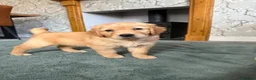 Golden Retriever dogs for sale: Beautiful Home-Reared Golden Retriever Puppies 💛 - Advert 9