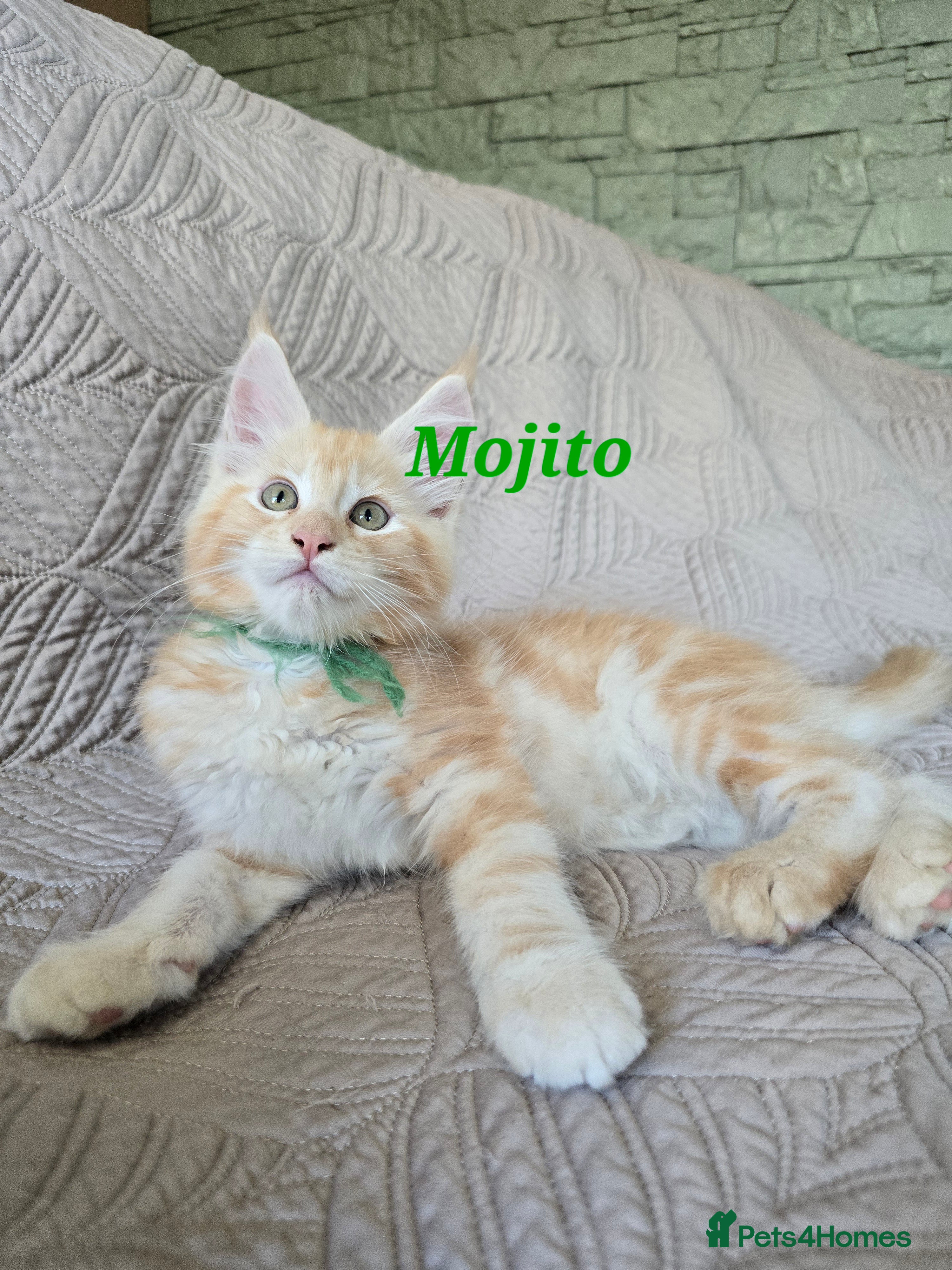 Maine Coon cats Beautiful Maine Coon kittens  - Advert 8