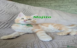 Maine Coon cats for sale: Beautiful Maine Coon kittens  - Advert 8