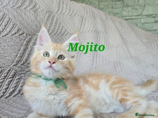 Maine Coon cats Beautiful Maine Coon kittens - Advert 6