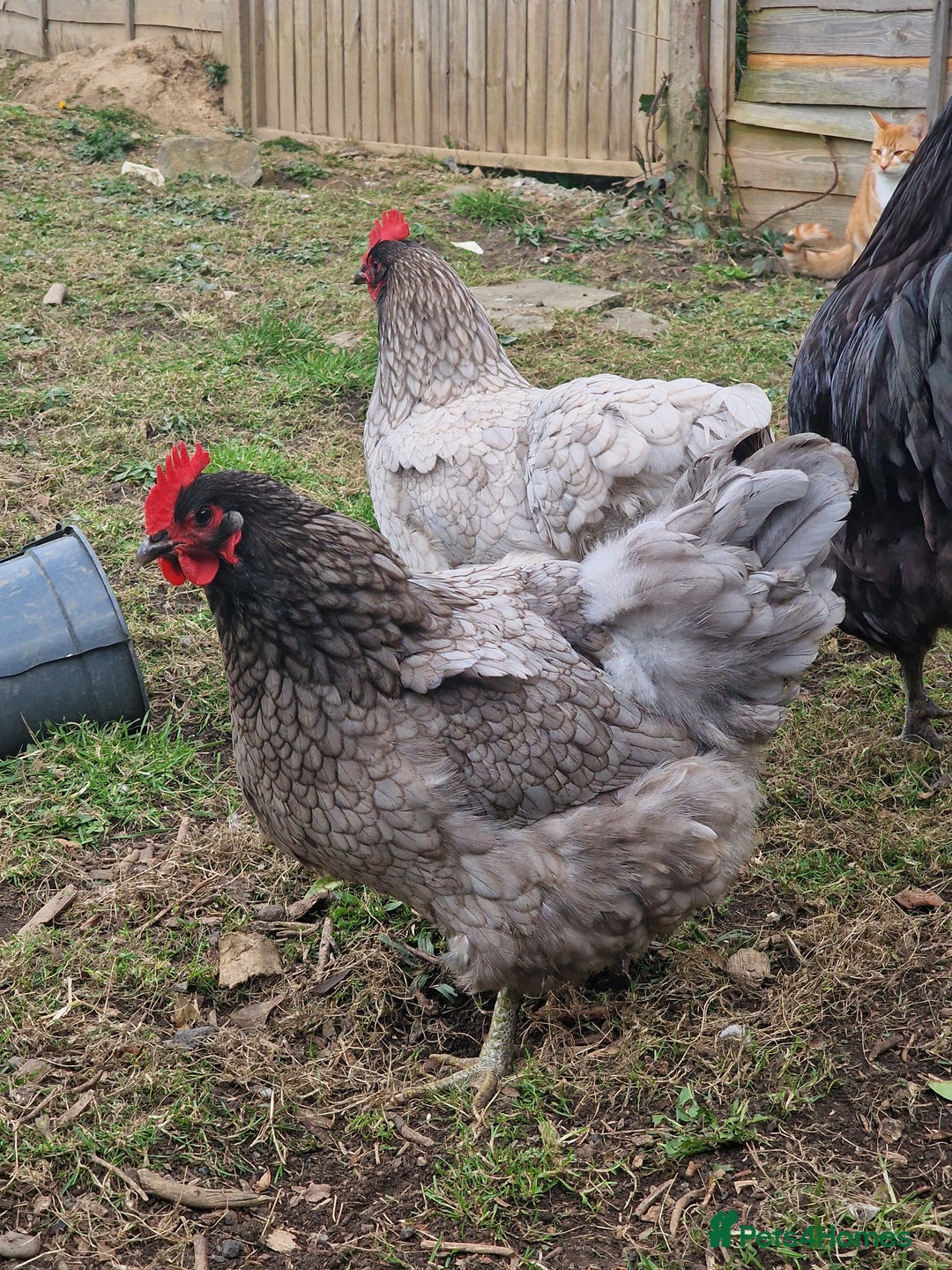 Chickens poultry for sale: Point of Lay hens Jersey Giants, Pekin & Olive egg - Image 22
