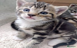 Domestic Shorthair cats for sale: Two male kitties - Image 5