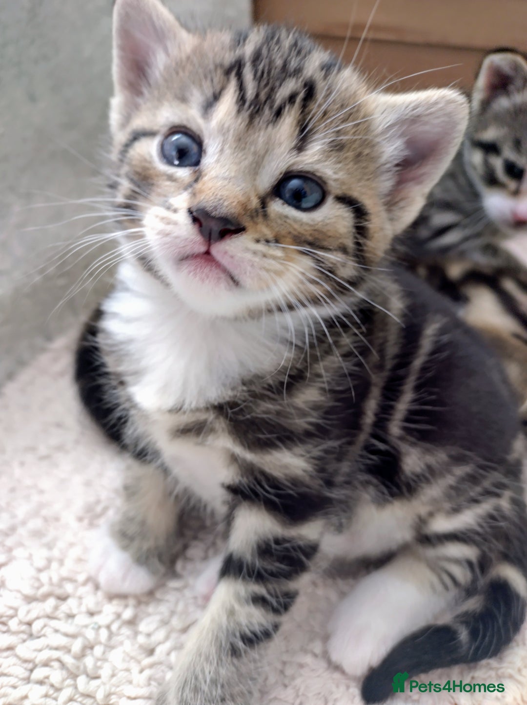 Domestic Shorthair cats for sale: Two male kitties - Image 5