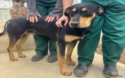 Mixed Breed dogs for adoption: Parker (Hound mix) - Image 18