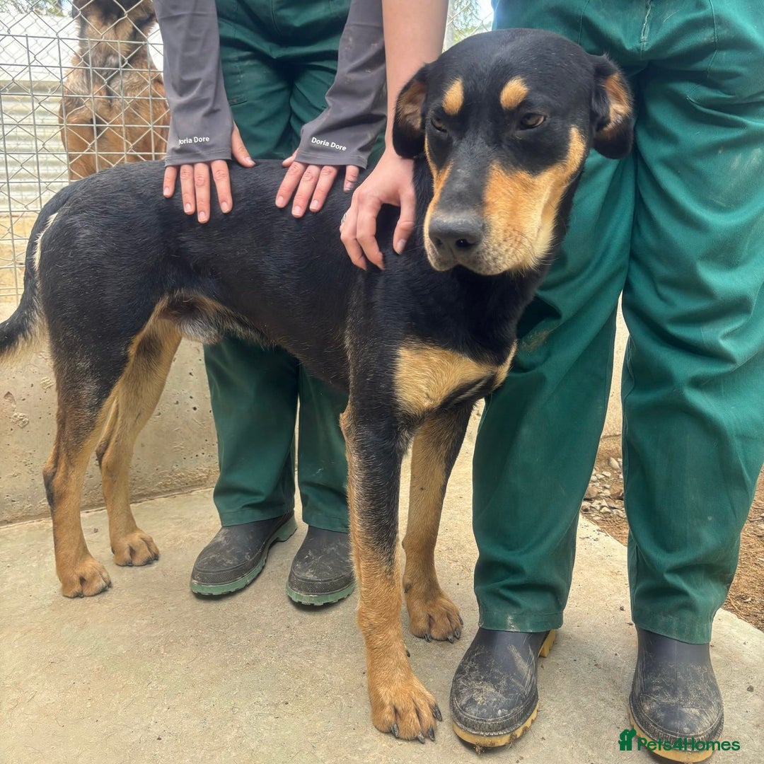 Mixed Breed dogs for adoption: Parker (Hound mix) - Image 18