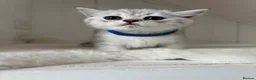 British Shorthair cats for sale: Stunning Snow Spot BSH Kittens  - Advert 15