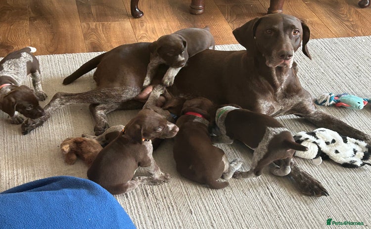 German Shorthaired Pointer dogs - Advert 1