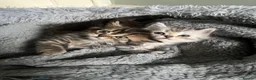 Persian cats for sale: Half persian kittens  - Advert 2