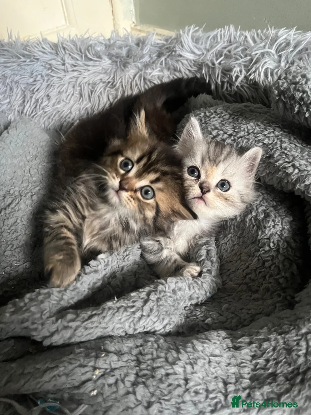 Persian cats for sale: Half persian kittens  - Advert 2