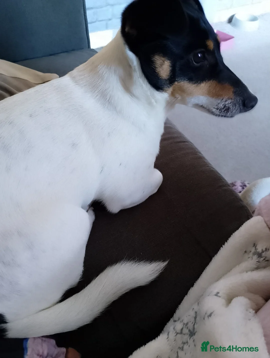 Jack Russell dogs for sale: female jackrussel rosie  - Advert 2