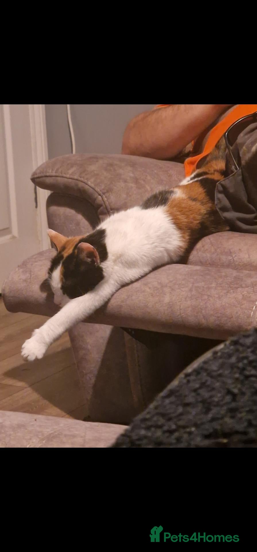 Mixed Breed cats for sale: Beautiful calico girl  - Advert 18