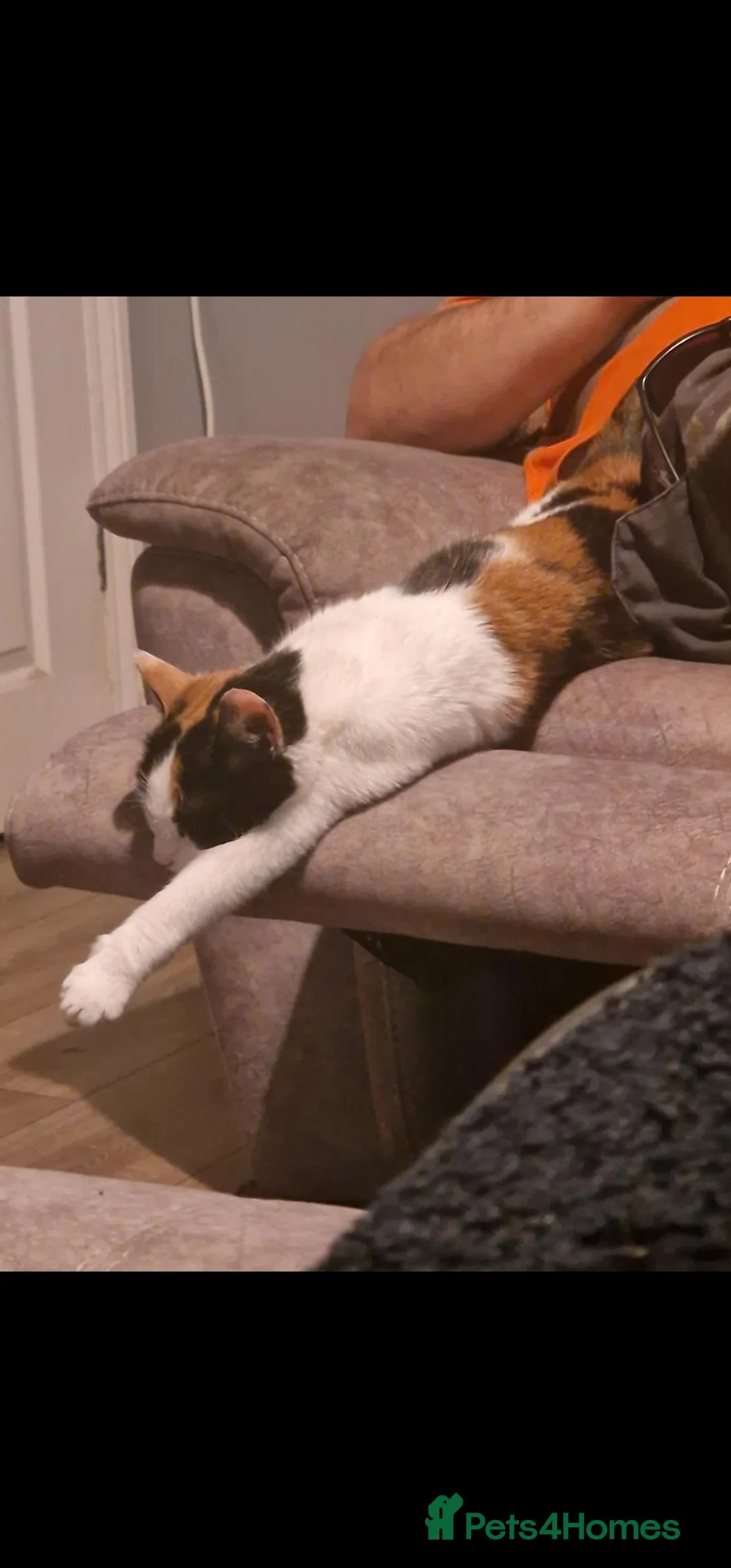 Mixed Breed cats for sale: Beautiful calico girl  - Advert 1