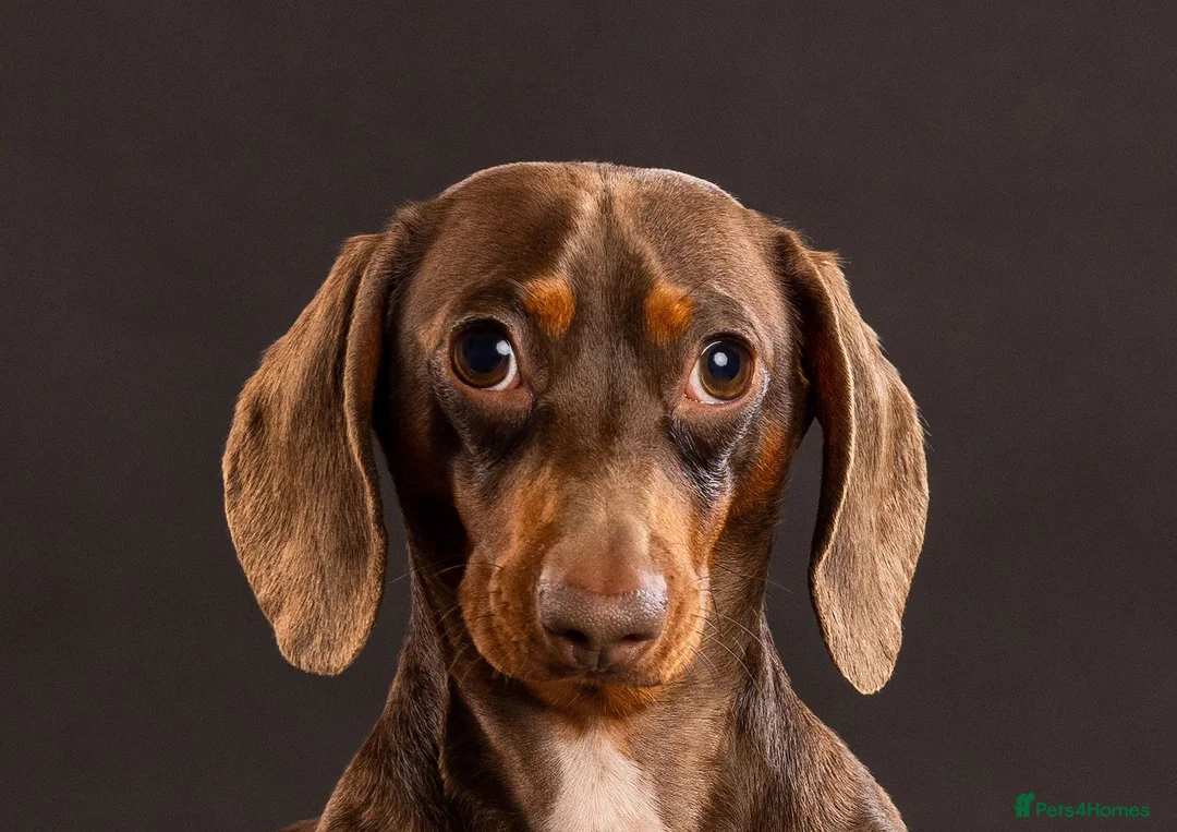 Dachshund dogs for sale: Loving Dachshund - Male  in Brough - Advert 4