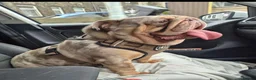 English Bulldog dogs for sale: Lilac Merle bulldog - Advert 1