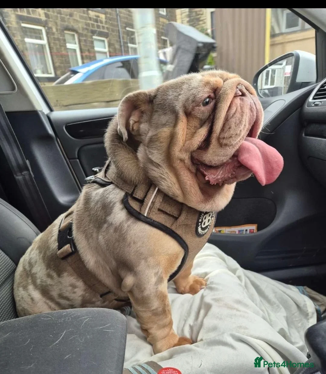 English Bulldog dogs for sale: Lilac Merle bulldog - Advert 1