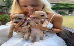 Italian Greyhound dogs for sale: Italian greyhound puppies KC reg. European lineage - Image 10