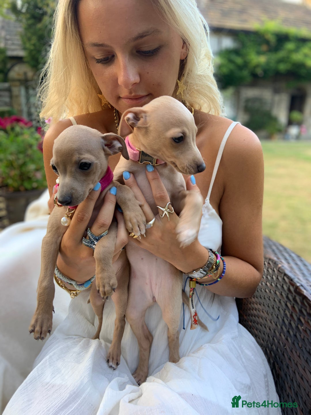 Italian Greyhound dogs for sale: Italian greyhound puppies KC reg. European lineage - Image 10