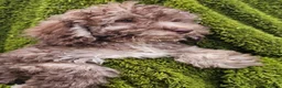 Cockapoo dogs for sale: Health tested Choc, sable & phantoms cockapoos  - Advert 22