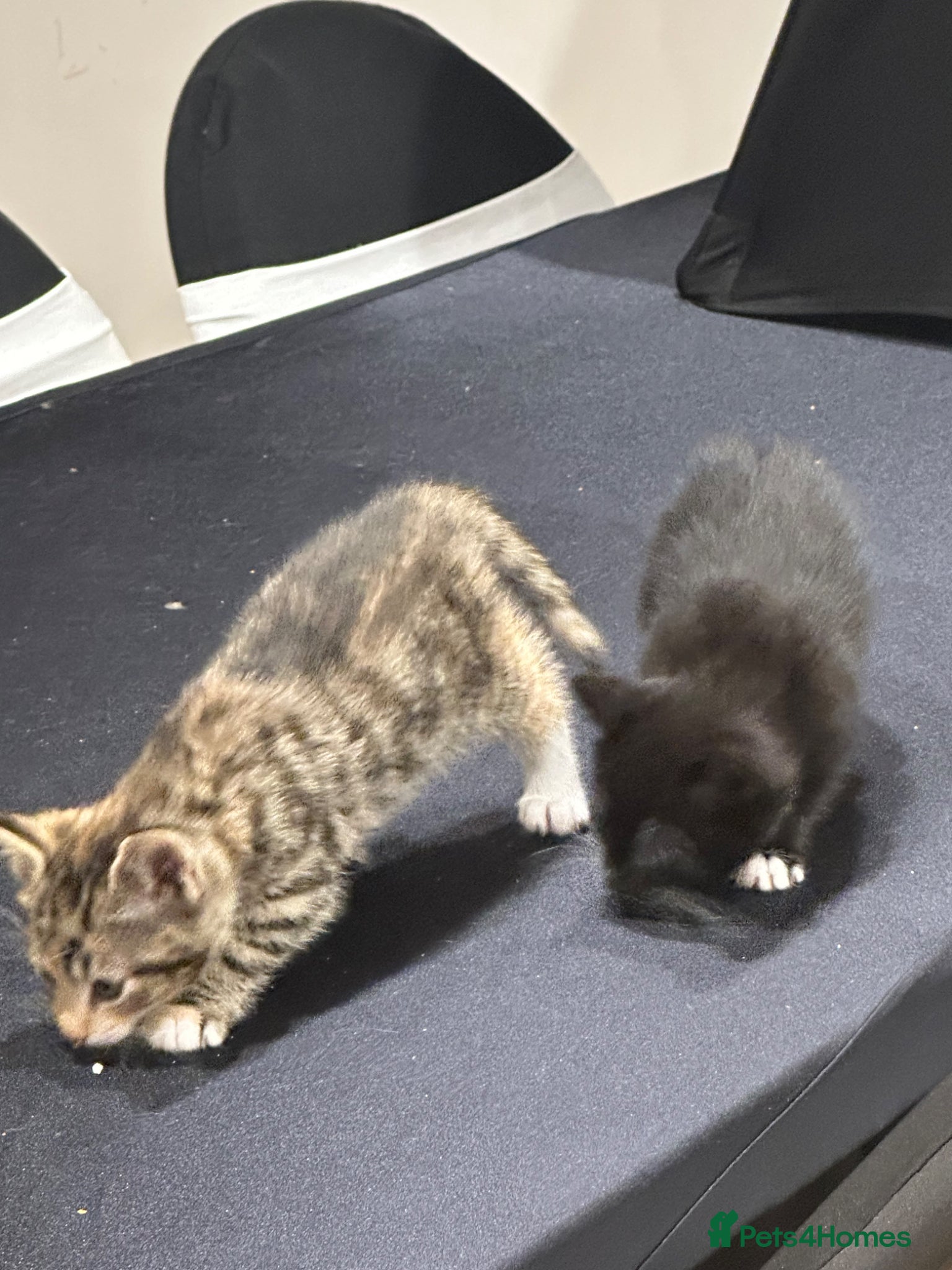 Domestic Shorthair cats 2 boy kittens looking for forever homes  - Advert 5