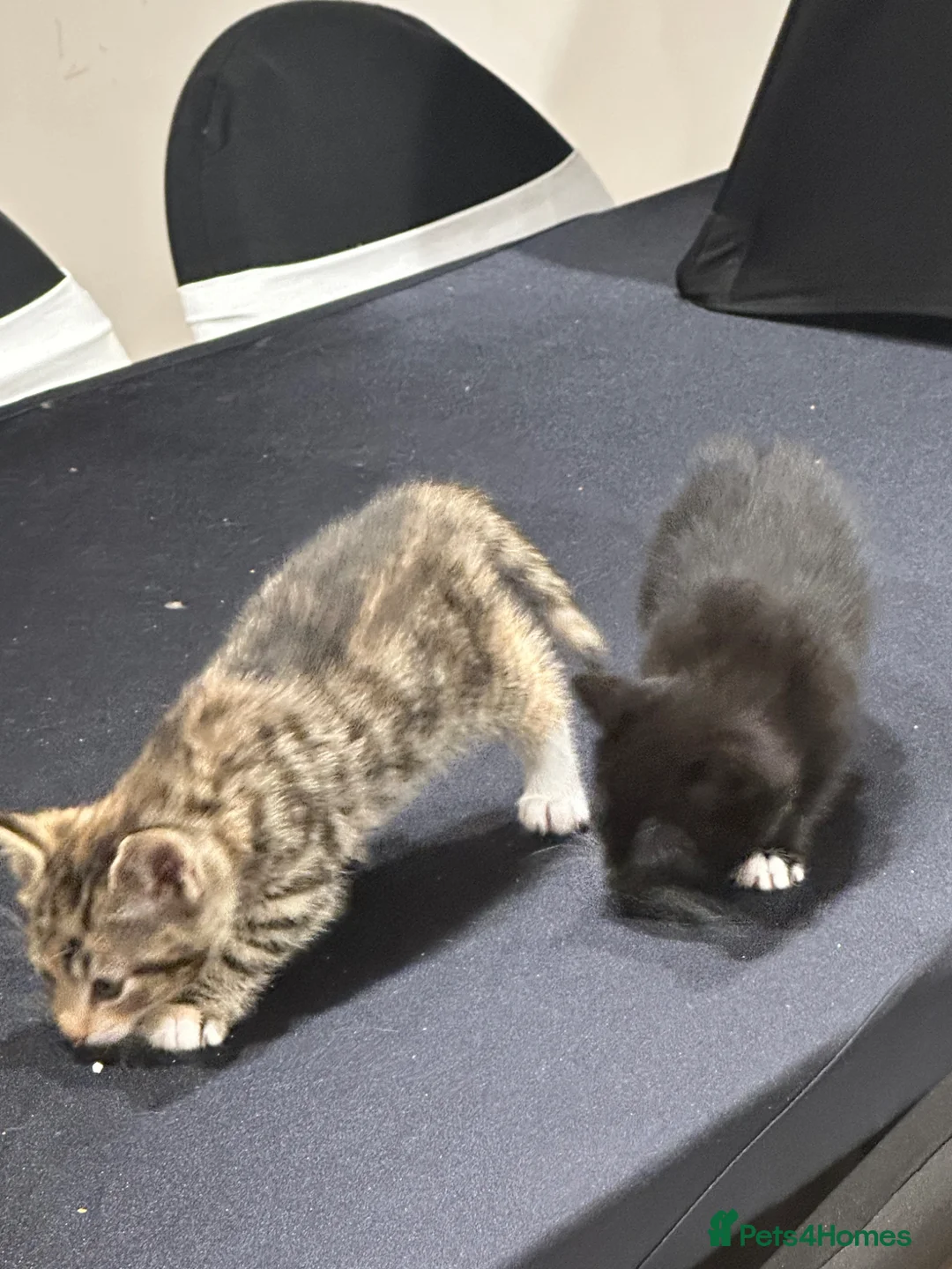 Domestic Shorthair cats for sale: 2 boy kittens looking for forever homes  - Advert 1