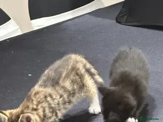 Domestic Shorthair cats 2 boy kittens looking for forever homes - Advert 18