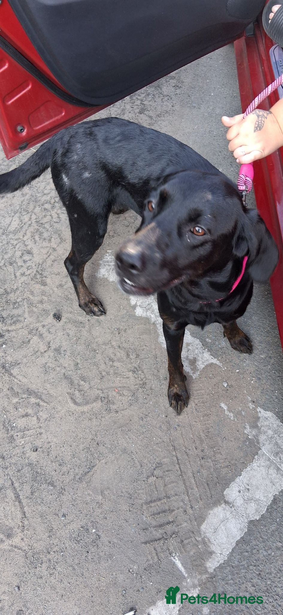 Labrador Retriever dogs Black labourer  - Advert 1