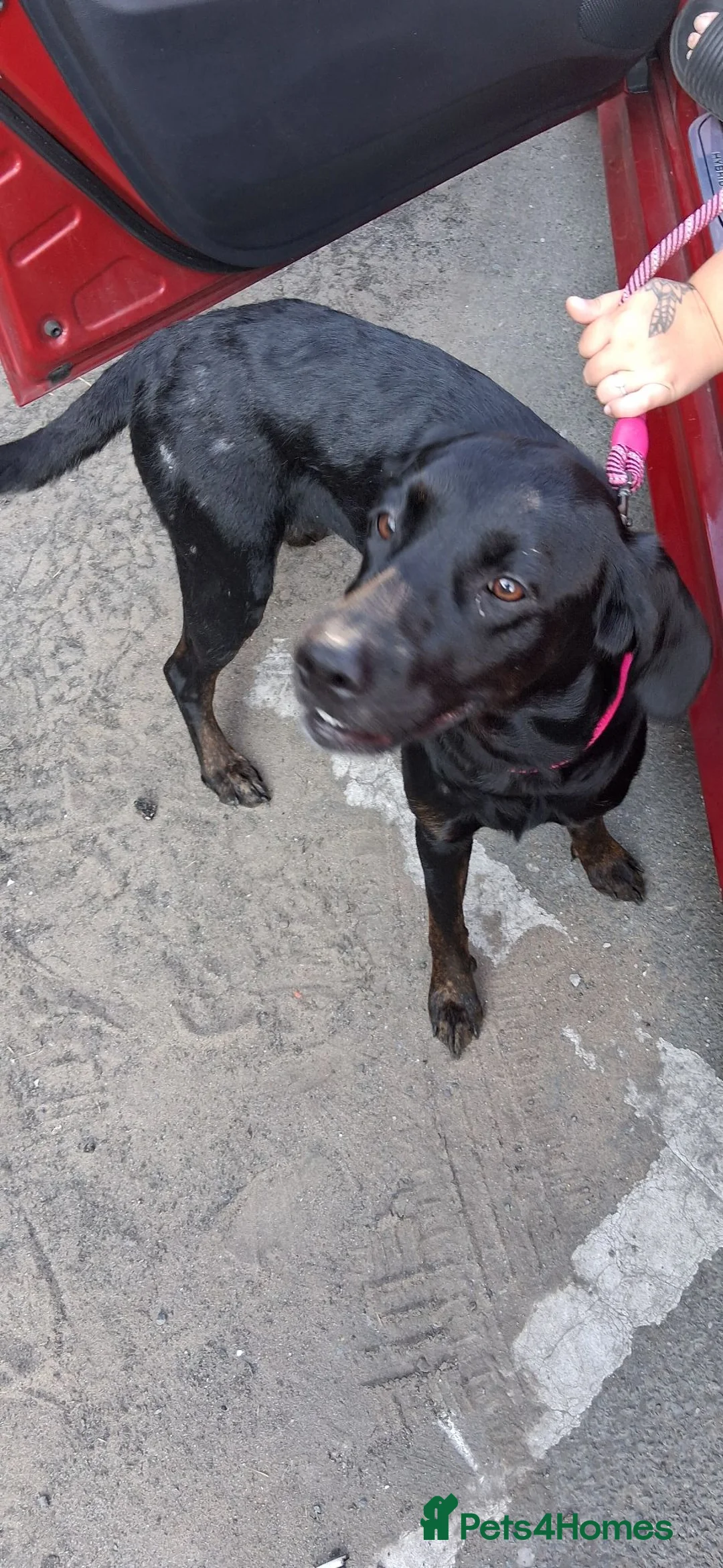 Labrador Retriever dogs for sale: Black labourer  - Advert 1