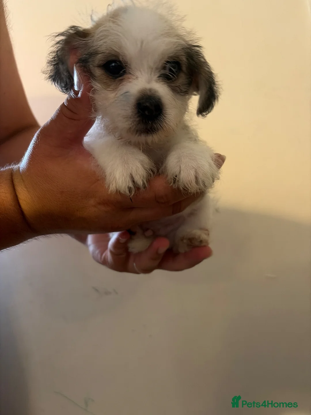 Mixed Breed dogs for sale: Pooh  - Advert 7