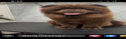 Chow Chow dogs for sale: Bear - Chocolate Chow Chow - Advert 4