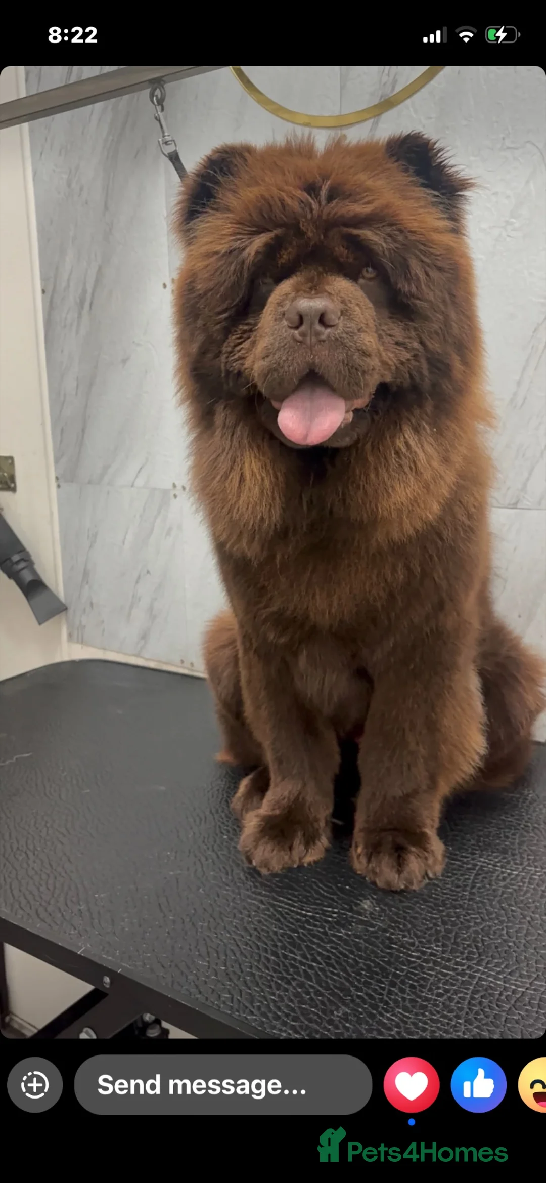 Chow Chow dogs for sale: Bear - Chocolate Chow Chow - Advert 4