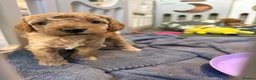 Cavapoo dogs for sale: Beautiful F1bb Cavapoo Puppies x 5 - Advert 12