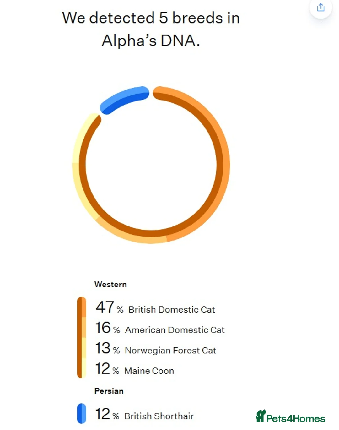 Mixed Breed cats for sale: Raised With Love – Gorgeous Kittens - Advert 10