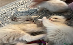 Ragdoll cats for sale: Ragdoll kittens  - Image 21