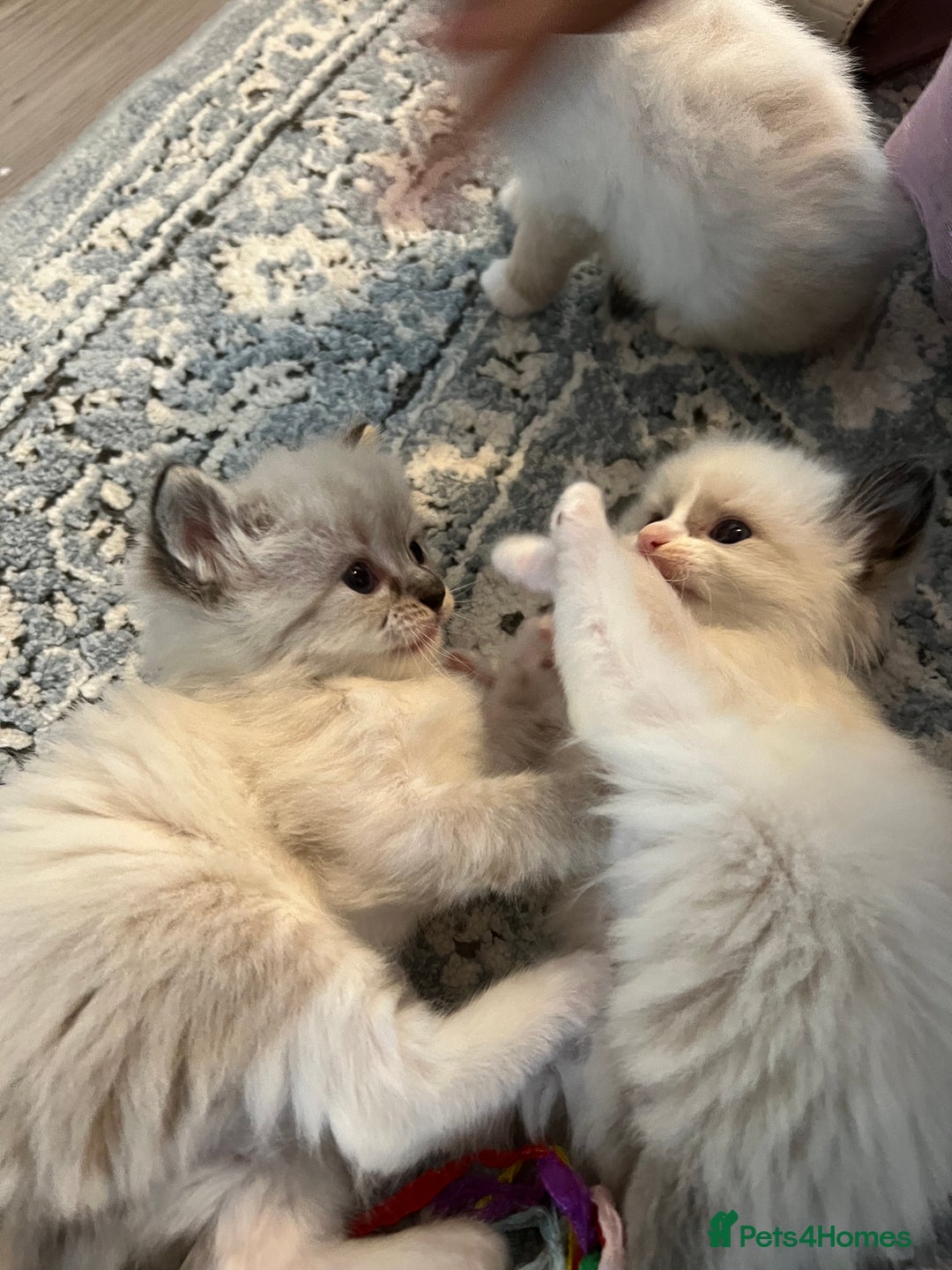 Ragdoll cats for sale: Ragdoll kittens  - Image 21