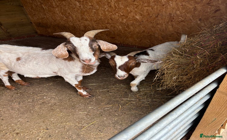 Goats livestock - Advert 1