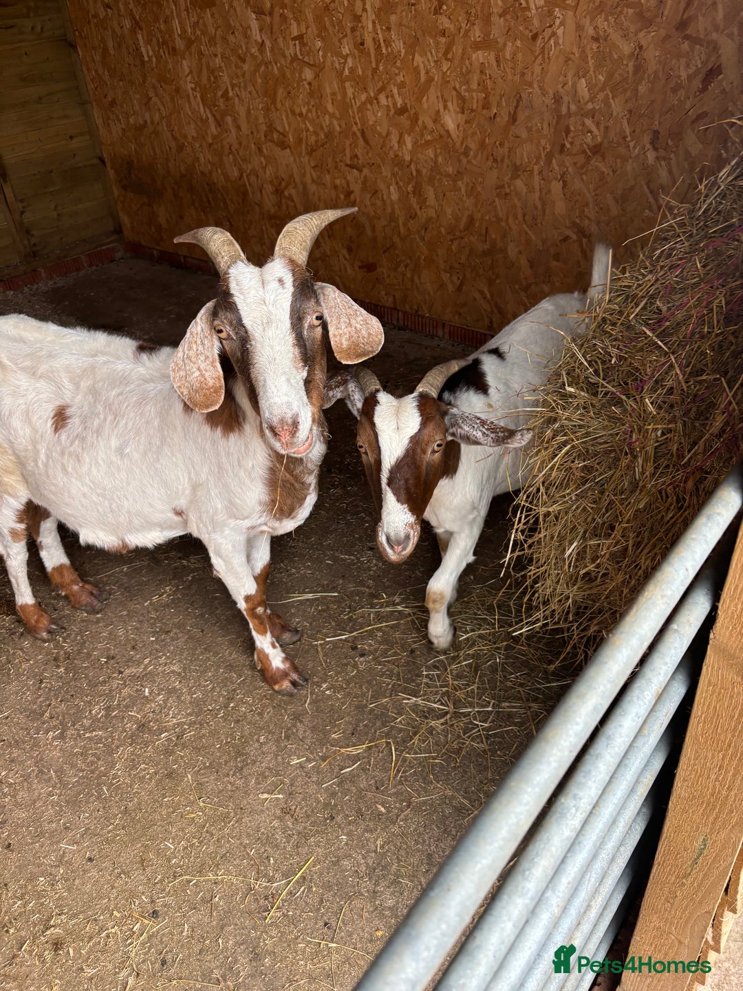 Goats livestock for sale: Goats possibly to stay together  - Image 1